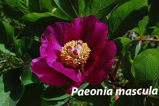 Paeonia mascula - Παιώνια η αρσενικήΠανέμορφο φυτό με βλαστό που φτάνει τα 60 εκατοστά, φύλλα πολυσχιδή και μεγάλα πορφυρώδη άνθη. Στην Ελλάδα το υποείδος mascula συγκεκριμένα εξαπλώνεται στη Βοιωτία, την Εύβοια και τα νησιά του Ανατ. Αιγαίου, Σάμο και Λέσβο.